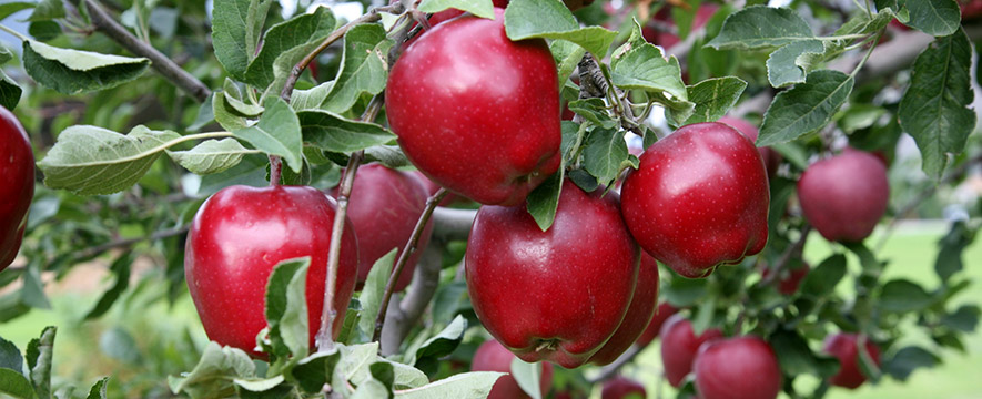 καλλιέργεια μηλιάς αγρομετεωρολογικοί παράγοντες