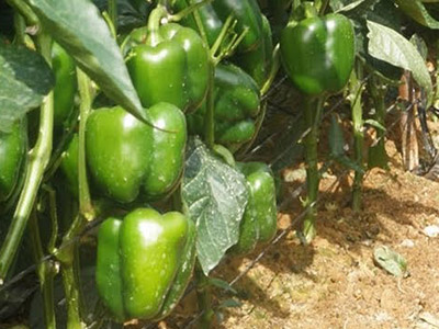 πιπεριά αγρομετεωρολογικοί παράγοντες