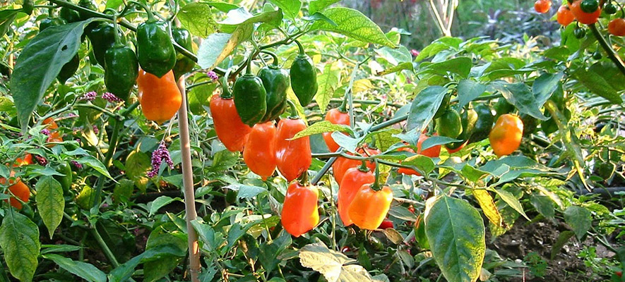 καλλιέργεια πιπεριάς