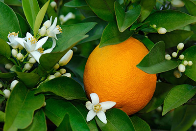 πορτοκαλιά αγρομετεωρολογικοί παράγοντες
