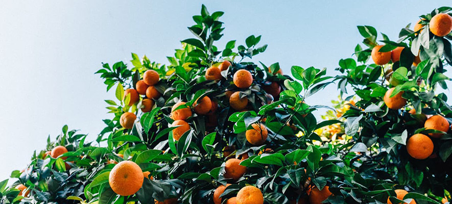 καλλιέργεια πορτοκαλιάς